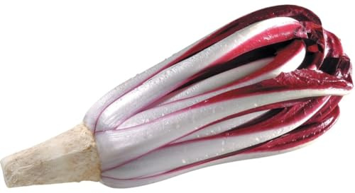 no ogm 3000 SEMI CICORIA ROSSA RADICCHIO DI TREVISO SEMENTI PROFESSIONALI SEEDS SEMILLAS SEMEN GRAINES