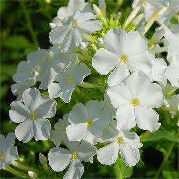 100 halb - Phlox-Bianchi