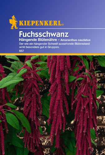 Sperli Blumensamen Fuchsschwanz Hängende Blütenähre, grün