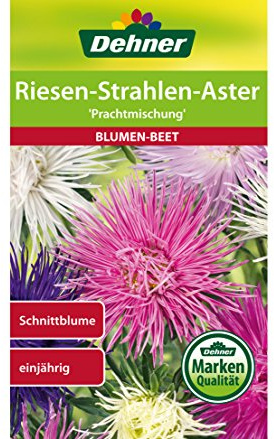 Dehner Blumen-Saatgut, Riesen-Strahlen-Aster Prachtmischung, 5er Pack (5 x 0.9 g)