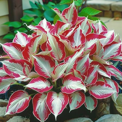 Hosta Tubérculos Resistentes - Hosta Rizoma para Jardín-4Tubérculos-I