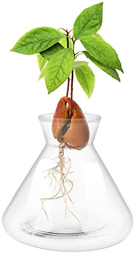 Emsiok 1 PCS Avocado Seed Starter Vases, Pit Planter Pot Avocado Tree Growing Kit Acorn Bulb Vase Grow Glass Blue Hydroponics Container for Gardening Lover