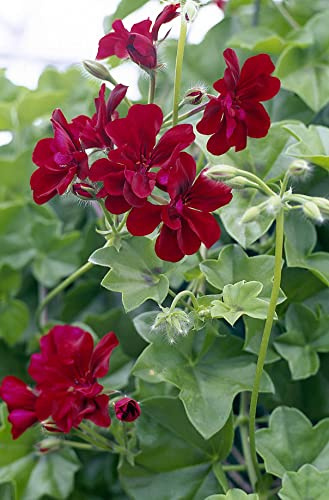 Murciana Natural Geranio Ideal para Decorar el Exterior del Hogar con sus Primaverales Flores