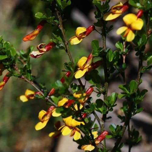 Ginster, garten geschenk, wildblumensamen Cytisus Scoparius, bodendecker winterhart geschenke für frauen exotische gartendeko für draußen 200Samen