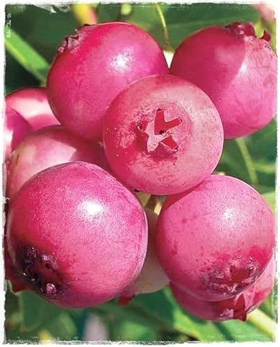 Pianta di Mirtillo Rosa Vaccinium Corymbosum 'Pink Lemonade' in vaso Ø 14 cm h. 50 cm