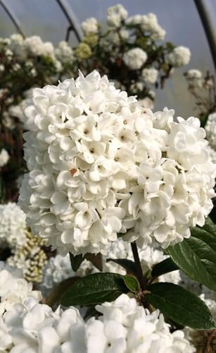Schneeball 'Viburnum Eskimo' blütenreich und duftend Hochstamm 50-60 cm