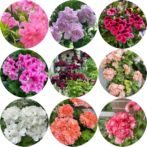 semi di geranio, tappezzante perenne resistente geranio biologici aiuola decorativi resistenti balcone da aiuola rialzata 50pcs
