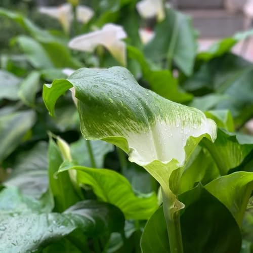 Lirios cala - Zantedeschia balcón invernadero jardín 5bulbos