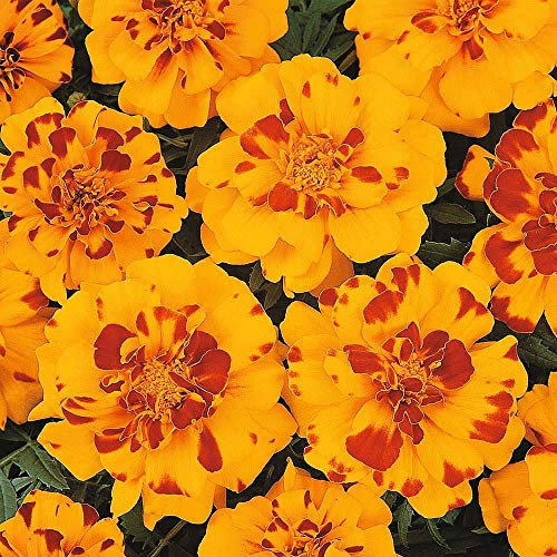 Marigold ‘Durango Bolero’ (Tagetes Patula) 1 Packet (40 Seeds) by Thompson and Morgan
