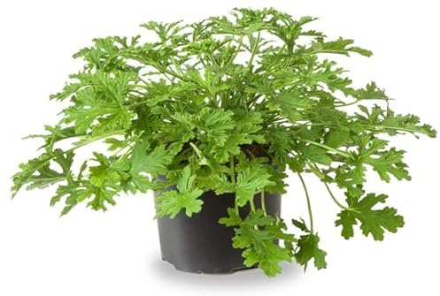 DECOALIVE Geranio Antimosquitos PREMIUM Planta Natural Que Repele Mosquitos
