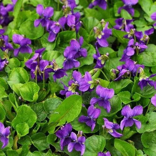 Semillas de violeta fragantes, resistentes para balcones. viola odorata, de balcón resistentes Las de jardín son perennes resistentes 100pcs