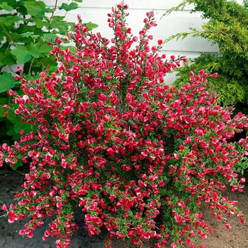 semillas de retama del jardín exótico semillas de silvestres balcón ornamentales raros, resistentes al invierno. jardineros 100pcs