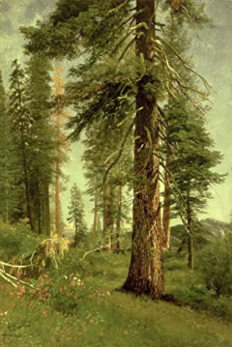 IPLUPJDY Vintage Leinwand Wandkunst Kunst Gemälde WandgemäLde Kalifornische Mammutbäume von Albert Bierstadt Leinwand Malerei Poster für Wanddekoration 60x90cm