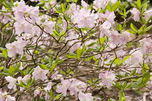 Graines de Rhododendron schlippenbachii ROYAL AZALEE Pack de 100 graines