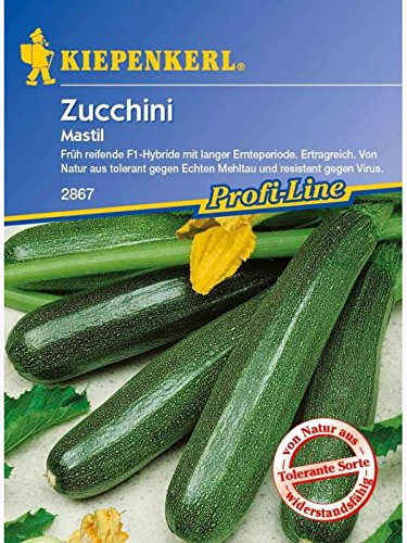 Zucchini Mastil grün resistent