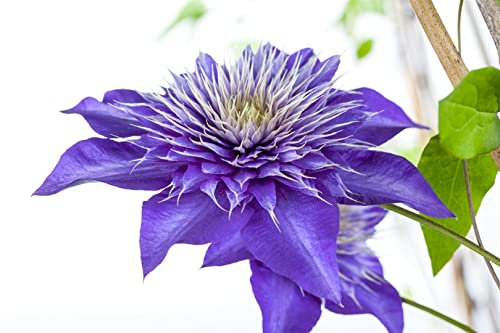 Clematis Hybride 'Multi Blue' 100–150 cm – Winterhart, Mehrjährig, Pflegeleicht – Waldrebe – Kletterpflanze für Pergola & Rankhilfe