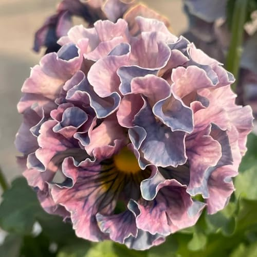 Semi di viola cornuta resistenti, decorazione del giardino per esterno Viola cornuta, resistenti comprare viole cornute decorazione, campo 80pcs