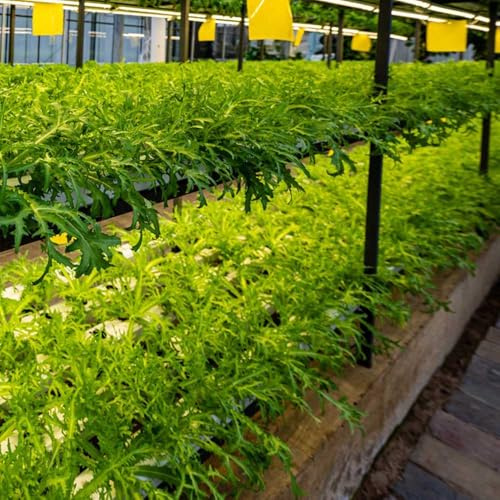 semillas de endibia de interior, semillas hortalizas, balcón resistentes en macetas vegetales jardín jardín perennes resistentes trepadoras exóticas hortalizas 250semillas
