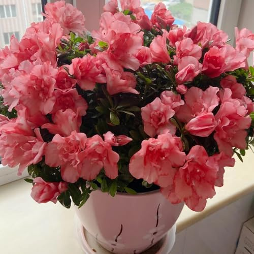 semi di rododendro, azalea, da giardino roccioso giardino di biologiche da esterno in vaso tappezzanti rialzata balcone serra interna 55pcs