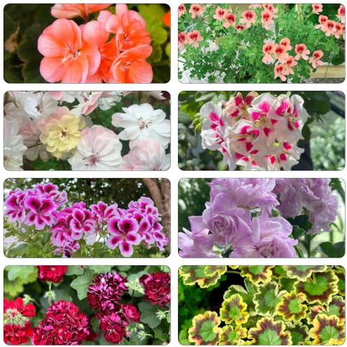 geranien frühlingsblumen wildkräuter mehrjährige blumensamen wildblumensamen schnittblumen balkon garten topfpflanzen echt blumenwiese herbstaussaat mehrjährig kräutersamen 30samen