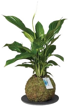 Spathiphyllum Flor KOKEDAMA Planta Viva con Musgo - Espatifilo Kokedama