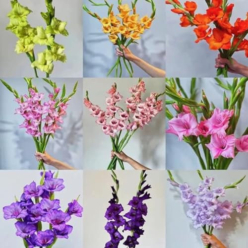 Gladioli bulbi,piante erbacee perenni,bulbi di fiori colorati,Resistenti,Pianta di gladiolo,Giardino del gladiolo in vaso,gladioli fiori,bulbi di gladioli(non artificiali)-8bulbi-G