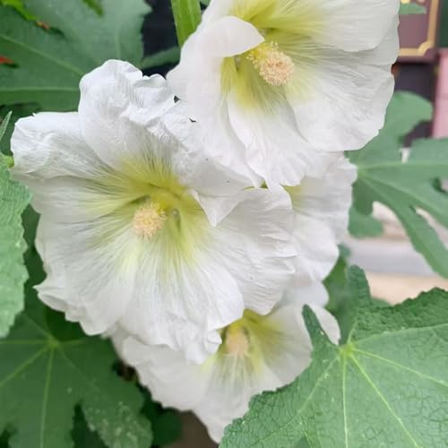 malva real malva real - semillas de silvestres de sombra macizo silvestres exóticas interior raras ornamentales lugares soleados balcón 150semillas