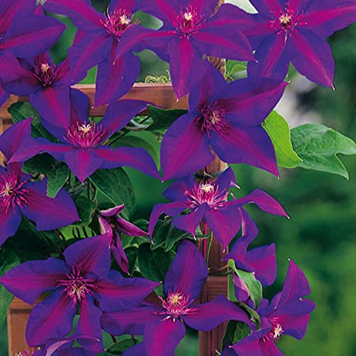 Clematis 'Mrs. N. Thompson'