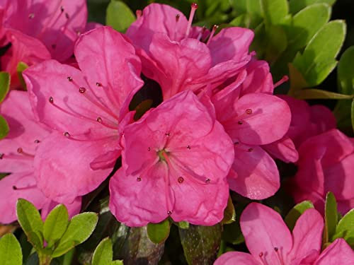 Japanische Azalee Anne Frank - Rhododendron obtusum Anne Frank - 25-30cm