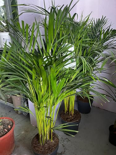 Palmera Areka tropical natural para interior y exterior
