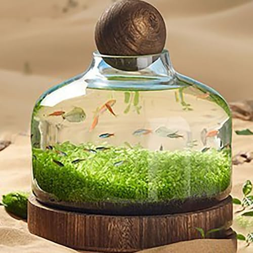JingNian Aquarium en Verre éCologique pour Micro-Paysage, Bouteille Aqua avec Base en Bois, DéCoration Artistique pour La Maison(Size:b)