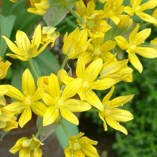 Carbeth Plants - 100 x Allium Moly Spring Bulbs - Yellow Golden Garlic Summer Flowering Perennials - UK Hardy Low Maintenance Pollinator Friendly - Grow in Beds, Borders and Patio Pots