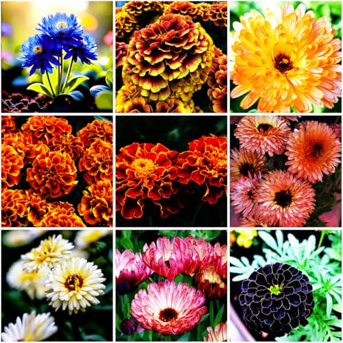 Mixrug 1000 PCS Marigold Seeds for Planting-Non-GMO Heirloom African Marigold Seeds- Heat & Drought Flower Seed Blooms Home Garden Flower to Plant Open Pollinated Annual Flowers