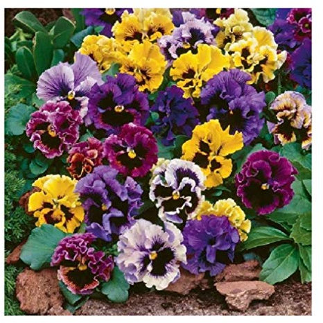 PREMIER SEEDS DIRECT - Pansy - Masterpiece Rococo Mix - 600 Finest Seeds