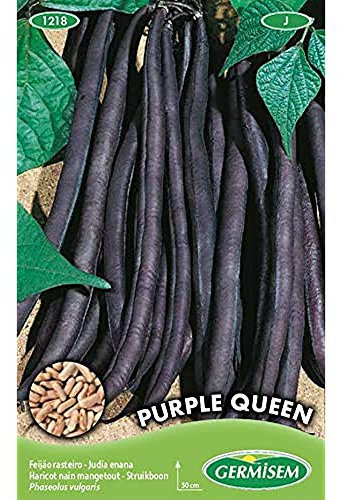 Germisem Purple Queen Semi di Fagioli Francesi 100 g