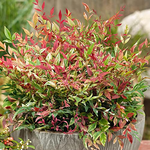 GardenersDream Nandina Red Light Heavenly Bamboo Plant - Outdoor Garden Ready Flowering Shrub - Colourful Evergreen Shrub - Beautiful Outdoor Plant for Garden, Patio (20-30cm incl. 9cm Pot)