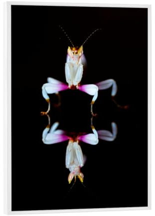 artboxONE Poster mit weißem Rahmen 18x13 cm Tiere Orchideen Gottesanbeterin - Bild gottesanbeterin
