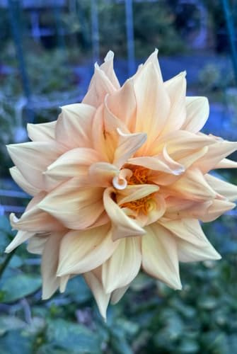 Orange Dahlia Journal: Floral Notebook