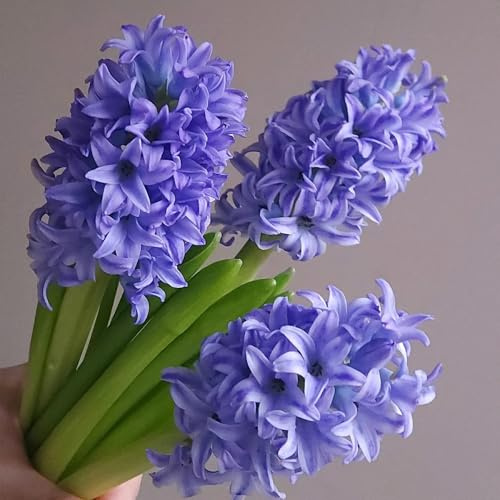 10bulbi di giacinti perenni resistenti, mini giardino da sono, perenne, vere resistenti