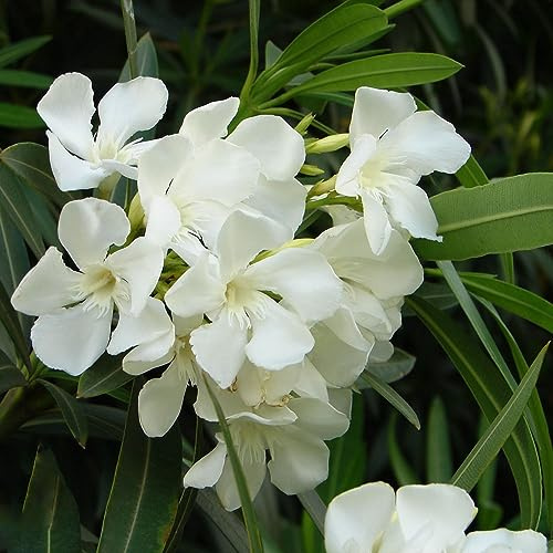 semi di oleandro, decorazioni giardino per esterni resistenti in vaso biologiche tappezzanti rampicanti decorazione del soggiorno giardino 15pcs