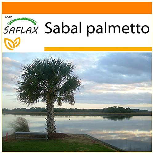 SAFLAX - Garden in the Bag - Palmettopalme - 8 Samen - Mit Anzuchtsubstrat im praktischen, selbst aufstellenden Beutel - Sabal palmetto
