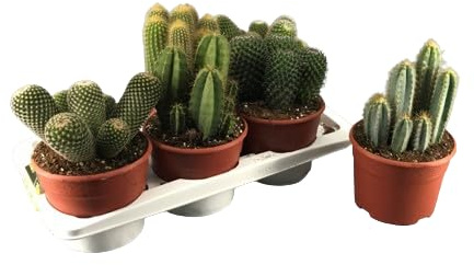 Pack Cinco Unidades de Cactus - Plantas Naturales Fácil de Cuidar