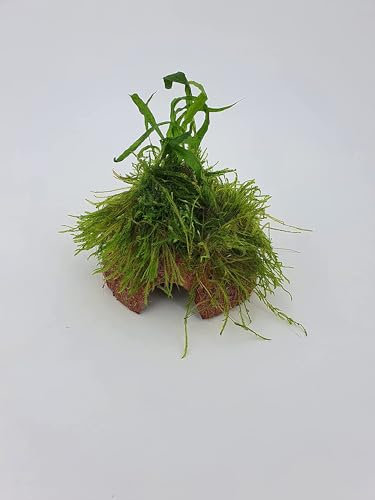 SAHAWA Fisch Höhle Kokosnuss mit Farn und Moos Aquarium Brutstätte Garnelenbäumchen, ca. 8-9 cm Bepflanzt mit Echten Tropica Wasserpflanzen, Handmade Naturprodukt