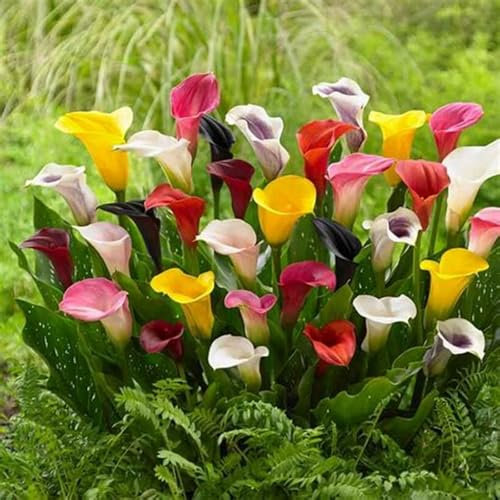 Calla Lily Bulbs for Planting Now UK,Garden Flowers,Hardy Perennial,Plant Bulbs,Cut Flowers,Wedding Flowers,Plant Bulbs,Strong Plants That Grow Well.-10bulbs-C