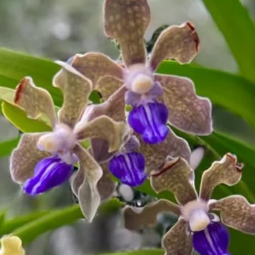 Orchidea Vanda, d'appartamento purificatrici d'aria di selvatici esotici resistenti in vaso esterno per l' di semi decorazione 120semi