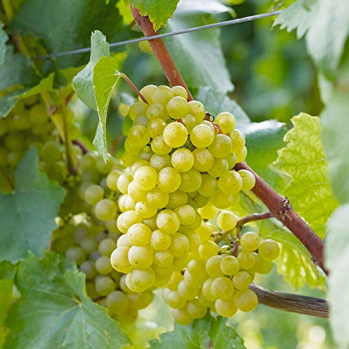 Grape 'Chardonnay' Vitis vinifera White Grape Vine Trees Fruit Plants for The Garden Grow Your Own Climbing Outdoor Grapes Tree Vines in The UK 1 x 10.5cm Potted Plant by Thompson and Morgan