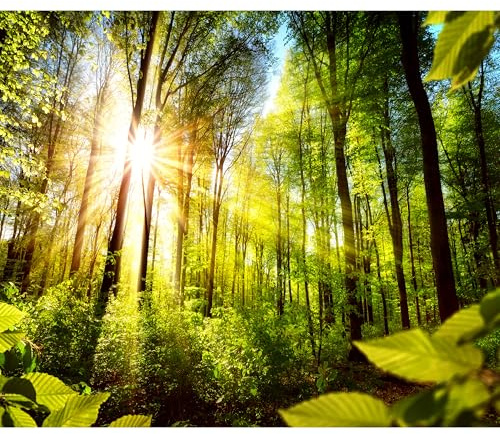 murando - Fototapete Vlies Waldlandschaft, 350x256 cm, Schlafzimmer, modern | Full HD Druck, 3D-Effekt, lichtbeständige Farben, ideal fürs Wohn- oder Schlafzimmer, schnelle Montage, lichtbeständig, edel