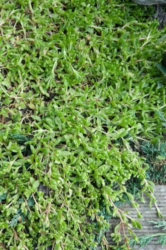 Herniaria glabra 9x9 cm Topf – Winterhart, Mehrjährig, Pflegeleicht – Teppich-Bruchkraut – Bodendecker für Fugen & Wege