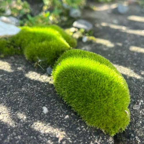 Semillas de musgo - semillas exóticas raras de interior decoración vegetal verdes de jardín de jardín de en el balcón 500pcs
