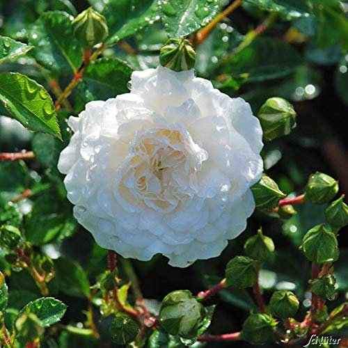 Rose Swany- Bodendeckerrose weißen Blüten - Kleinstrauchrose Pflanze Winterhart Halbschattig von Garten Schlüter - Pflanzen in Top Qualität